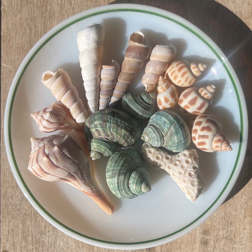 Assorted Seashell Collection - Picture 1 of 10